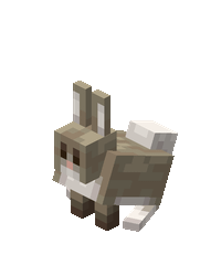 ??? Rabbit